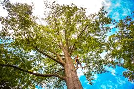 Best Root Management and Removal  in Owensville, MO