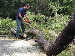 Best Hazardous Tree Removal  in Owensville, MO